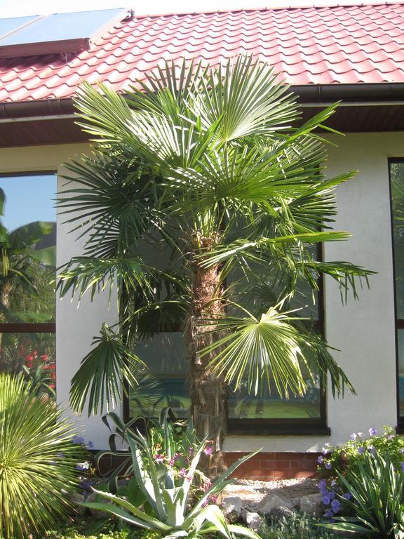 Pokoje Goscinne Pod Palmami Бусько-Здруй Номер фото