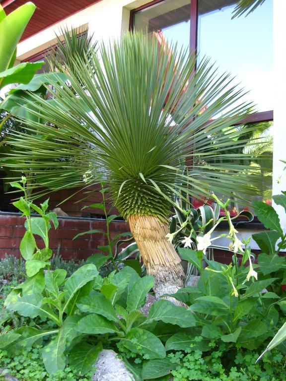 Pokoje Goscinne Pod Palmami Бусько-Здруй Екстер'єр фото